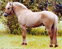 stallion Oh Wynn (Fjord Horse, 2001, from Fløtren N.2513)