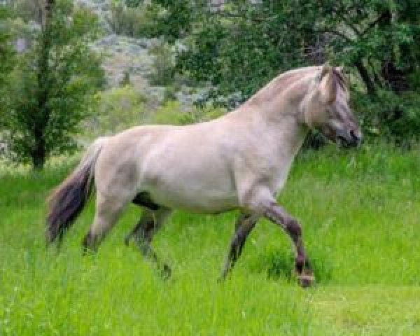 stallion Brigg (Fjord Horse, 2016, from Brijol)