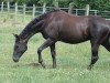 broodmare Fleur Rubin (Württemberger, 2003, from French Kiss)