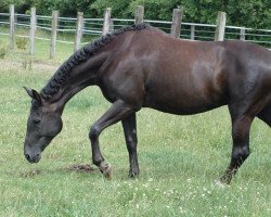 broodmare Fleur Rubin (Württemberger, 2003, from French Kiss)