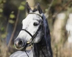 stallion Corlensky G (Westphalian, 2003, from Cornet Obolensky)