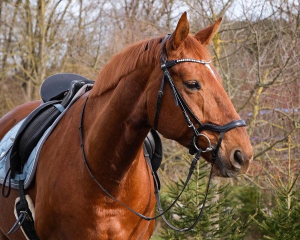 jumper Delana 14 (Hanoverian, 2008, from Don Frederico)