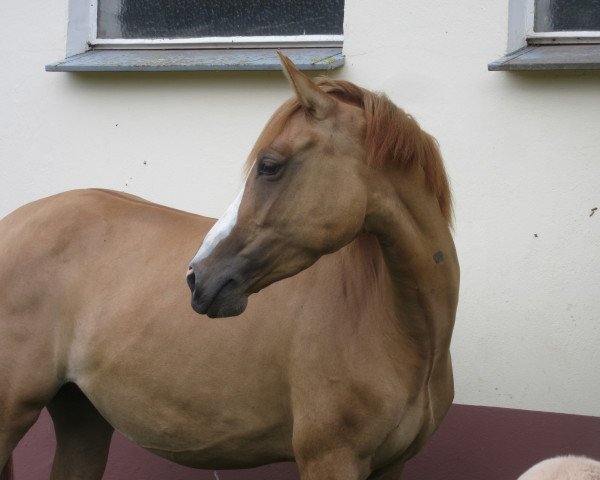 broodmare Dating's Ivy RH (German Riding Pony, 2016, from Dating At NRW)