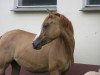 Zuchtstute Dating's Ivy RH (Deutsches Reitpony, 2016, von Dating At NRW)