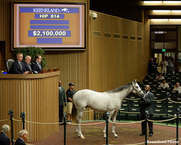 Pferd Tapit High xx (Englisches Vollblut, 2014, von Tapit xx)