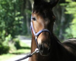 dressage horse Gallium (Trakehner, 2017, from Helium)