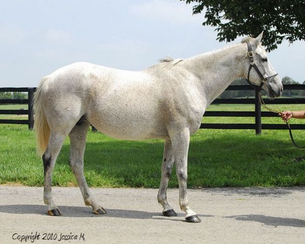 broodmare My White Corvette xx (Thoroughbred, 1998, from Tarr Road xx)