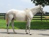 broodmare My White Corvette xx (Thoroughbred, 1998, from Tarr Road xx)