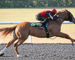 horse Stute von Tapit xx (Thoroughbred, 2016, from Tapit xx)