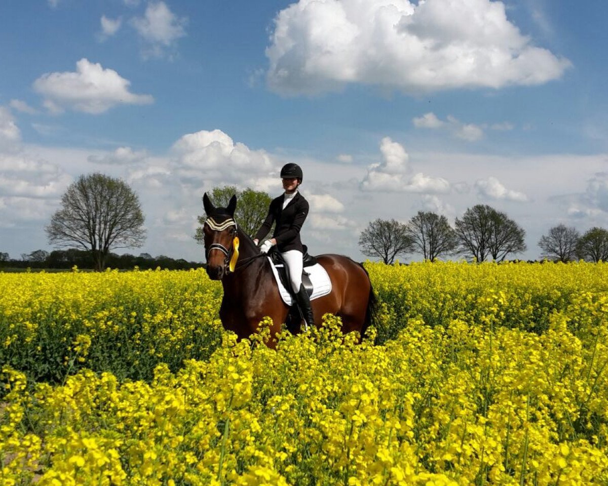 dressage horse Crescendo C (Hanoverian, 2003, from Contendro I)