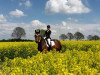 dressage horse Crescendo C (Hanoverian, 2003, from Contendro I)