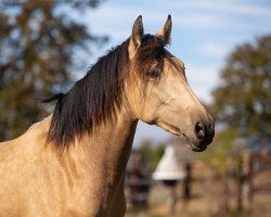 broodmare Baily BH (Pura Raza Espanola (PRE), 2016, from Revoltoso XXIX)