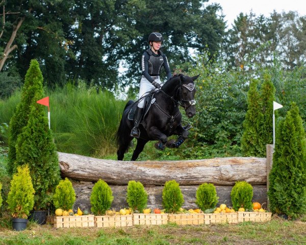 jumper Prosecco 68 (German Riding Pony, 2011, from Popcorn WE)