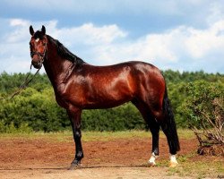 jumper Catoki Son (Hanoverian, 2010, from Catoki)