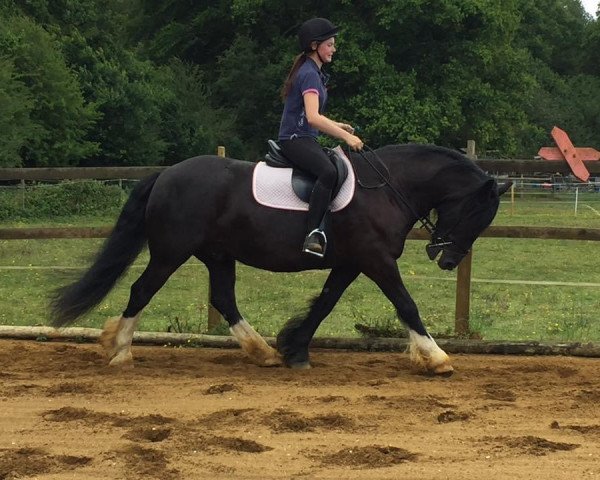 horse Ernie (Tinker / Irish Cob / Gypsy Vanner, 2009)