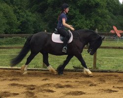 Pferd Ernie (Tinker / Irish Cob / Gypsy Vanner, 2009)