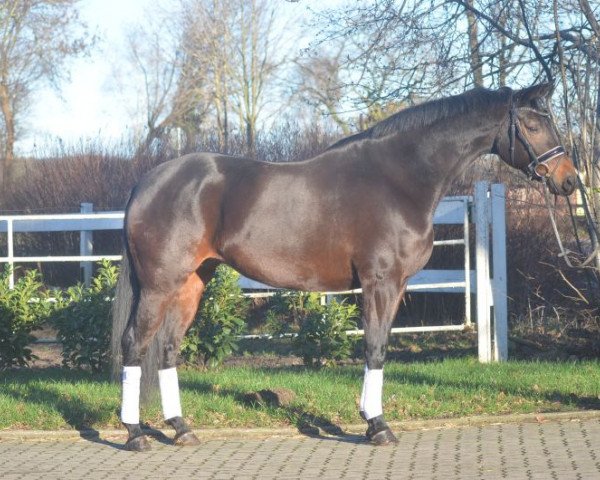 horse Stute von Lonontime (Hanoverian, 2010)