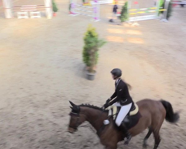 Reitturnier Leverkusen-Rheindorf 2017