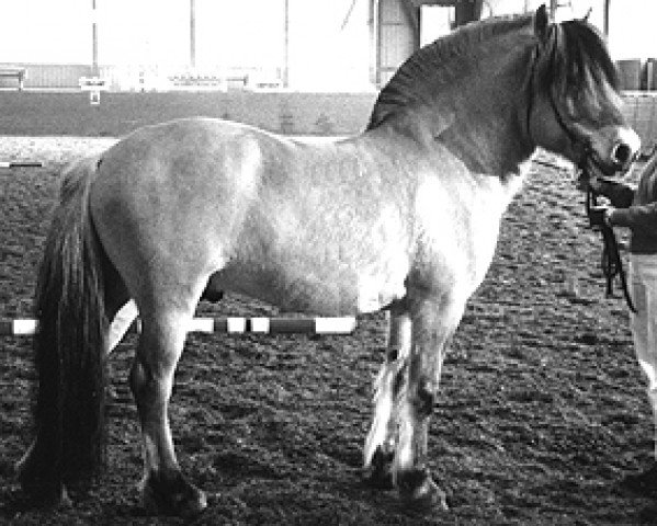 stallion Thor F (He) 52 (Fjord Horse, 1961, from Traudølen N.1440)