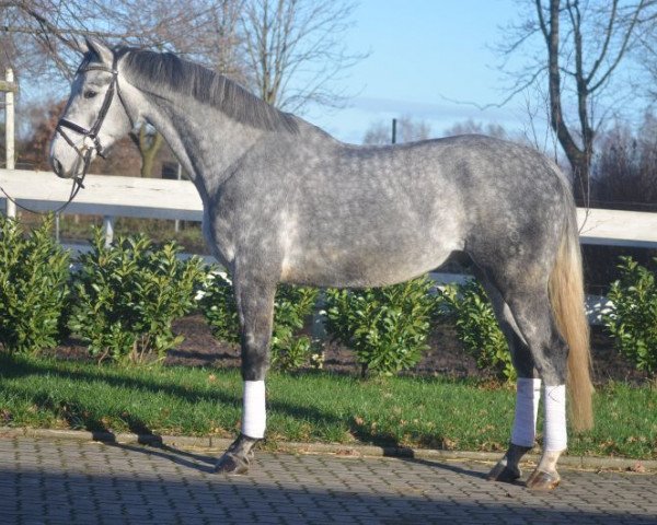 horse Wallach von Bon Bravour (Hanoverian, 2014)