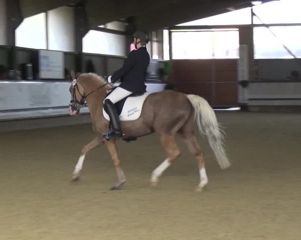 Reitturnier Lindlar-Süttenbach 2017