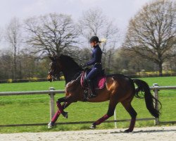 dressage horse Ladies First 7 (Westphalian, 2013, from Lord Loxley I)