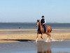 dressage horse Chin Chiwa (Holsteiner, 2012, from Chin Champ)