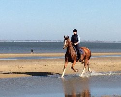 dressage horse Chin Chiwa (Holsteiner, 2012, from Chin Champ)