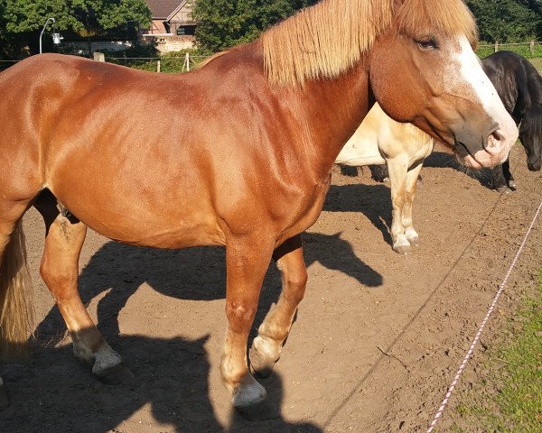 Pferd Don 531 (Polnisches Warmblut, 2006)