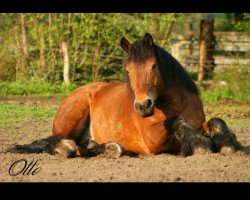 horse Otto von strassi (Rhenish-German Cold-Blood, 2005, from Verdun)