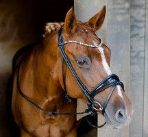 broodmare Buschhof (German Riding Pony, 2005, from Geronimo B)