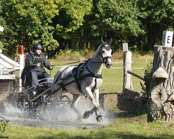 horse Rafaelo 2 (Brandenburg, 1995, from Rudelsburg)