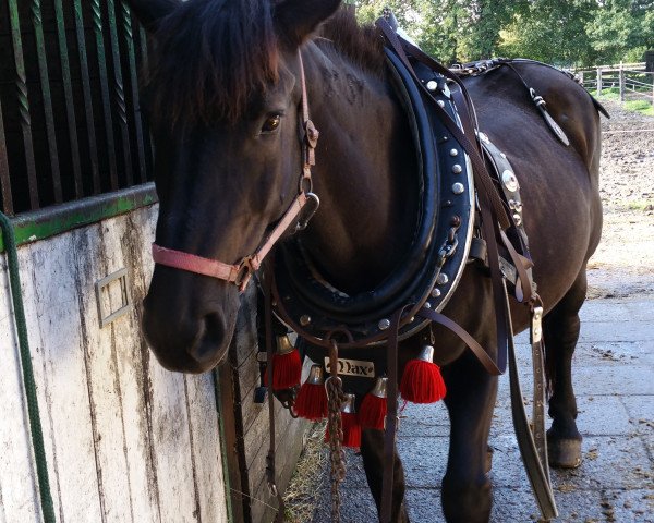 horse Dancer 208 (Hungarian Warmblood, 2002)