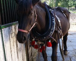 horse Dancer 208 (Hungarian Warmblood, 2002)