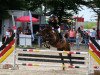 jumper Camelot de Blonde (French Pony, 2012, from Grafenstolz)