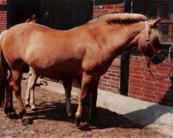 broodmare Lotta (Fjord Horse, 1983, from Imre)