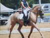 dressage horse Ben De Salzert (anglo european sporthorse, 2011, from Flatteur)