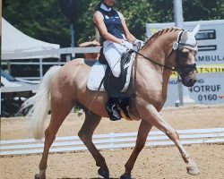 dressage horse Ben De Salzert (anglo european sporthorse, 2011, from Flatteur)