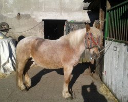 broodmare Betty 179 (Haflinger Mix, 1981)