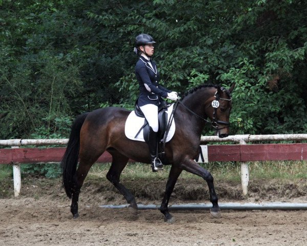 dressage horse Pferdeschulzes Happy (German Riding Pony, 2007, from Auheim's Maximus)