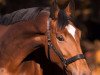 broodmare Kappucino (Trakehner, 2009, from Goldschmidt)