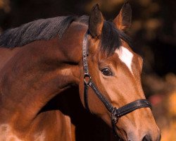 Zuchtstute Kappucino (Trakehner, 2009, von Goldschmidt)