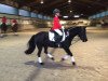 dressage horse Tessa van de Striep (Dartmoor Pony, 2006, from Oak Tree Paddington)