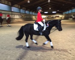 dressage horse Tessa van de Striep (Dartmoor Pony, 2006, from Oak Tree Paddington)