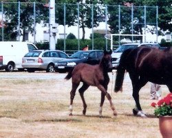 Dressurpferd Serafina B (Westfale, 2010, von Show Star)