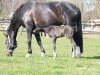 broodmare Discala (Westphalian, 2001, from Don William)