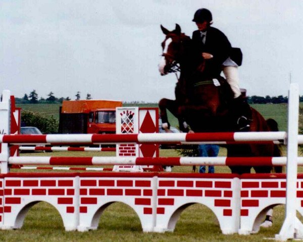 horse Ascot Vestervang (Danish Warmblood, 1996, from A'Khan Z)