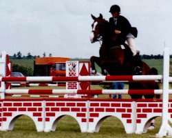 horse Ascot Vestervang (Danish Warmblood, 1996, from A'Khan Z)