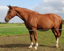 broodmare Pearl (Danish Warmblood, 1994, from Chrevi's Cavallo)