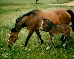 Zuchtstute Petite af Skovbakken (Dänisches Warmblut, 1983, von Triumph)